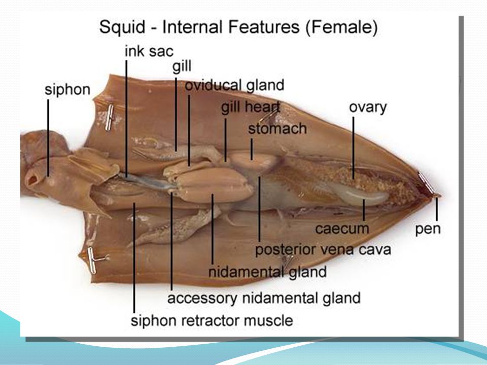 Internal Squid Anatomy Labeled